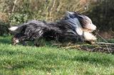BEARDED COLLIE 354